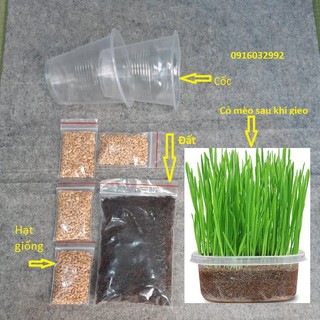 cỏ mèo tươi để trồng