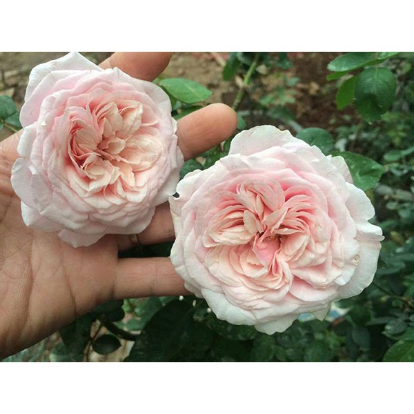 Hạt giống Hoa hồng cổ vân khôi hoa đẹp 10 hạt ĐẾN MÙA TRỒNG TẾT