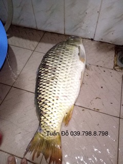 Thính Trắm Đen - Chép