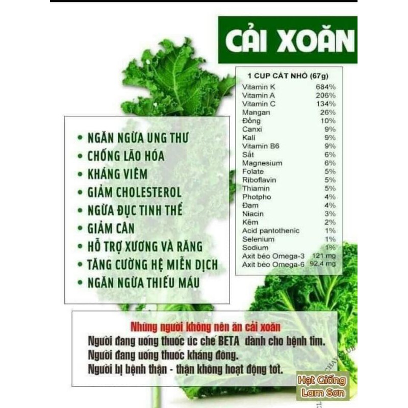 HẠT GIỐNG CẢI XOĂN KALE XANH, ĐỎ TÍM - Loại Rau Có Nhiều Công Dụng Tuyệt Vời.