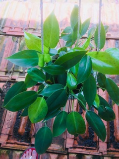 Trầu bà tỷ phú thường