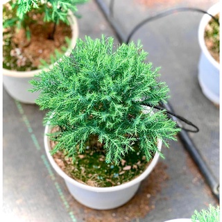 Tùng bồng lai ( ảnh thật số 3)