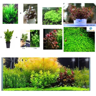 Combo 8 loại cây thủy sinh cắt cắm đẹp dùng cho bể có nền