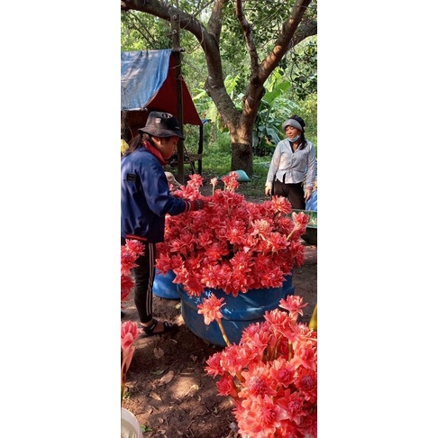 Củ hoa sen đa Lộc tặng kèm phân bón