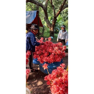 Củ hoa sen đa Lộc tặng kèm phân bón