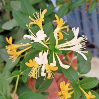 Chậu cây kim ngân hoa, Flos Lonicerae - Summer Garden