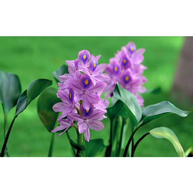 Cây lục bình bèo tây đồng giá 5k cho cá