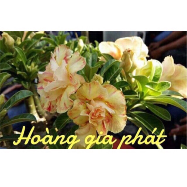 Hoàng gia phát cây triết (thân cao 40cm,gửi cây như hình)