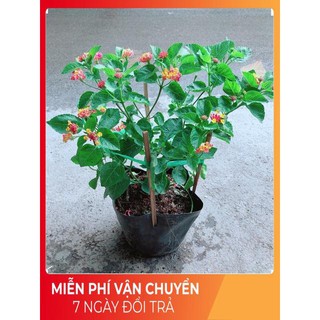 Hoa Ngũ Sắc (có sẵn hoa)