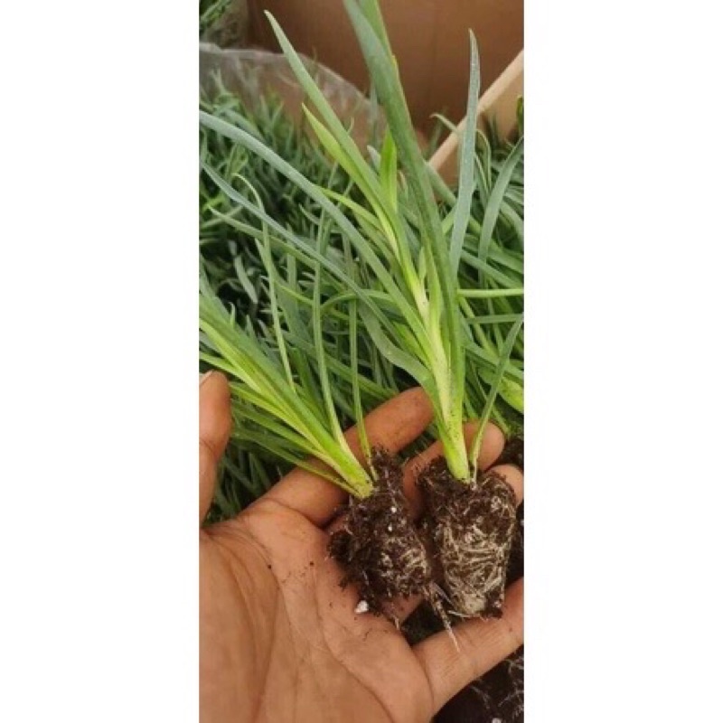 Cây giống Hoa Phăng Nhiều Màu Sỉ 3k