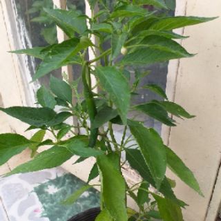 cây ớt sừng