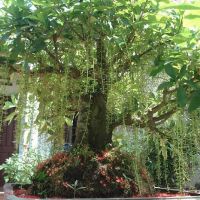 Cây 🌲 lộc vừng... siêu hoa... đang hoa