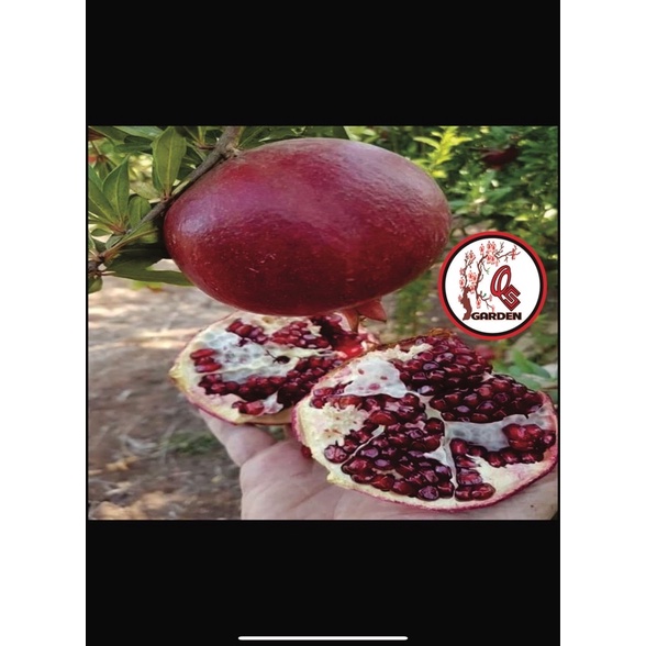 Cây Lựu Đỏ lùn Ấn Độ(70-90cm)