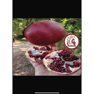 Cây Lựu Đỏ lùn Ấn Độ(70-90cm)