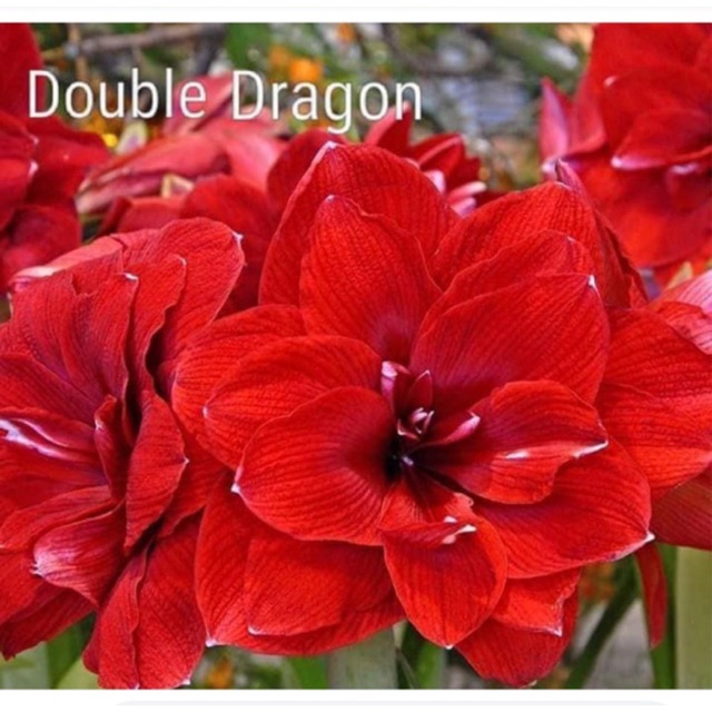 Củ huệ double dragon (đỏ kép)