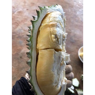Sầu riêng Thái monthong ( dona)