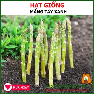 Hạt Giống Măng Tây Cao Sản Năng Suất Cao 2Gram