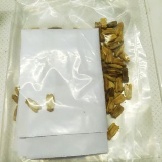Bộ gói hạt giống Bầu hồ lô