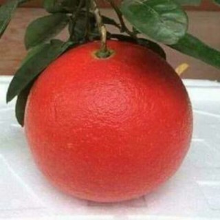 Cây Giống bưởi đỏ Tiến Vua ghép nhanh trái