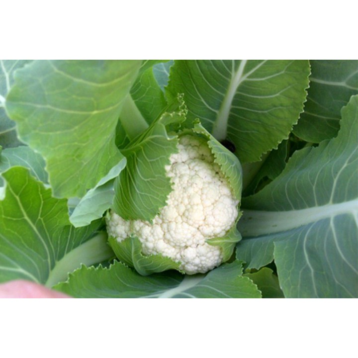 Hạt giống súp lơ trắng - bông cải trắng gói 0,5GR