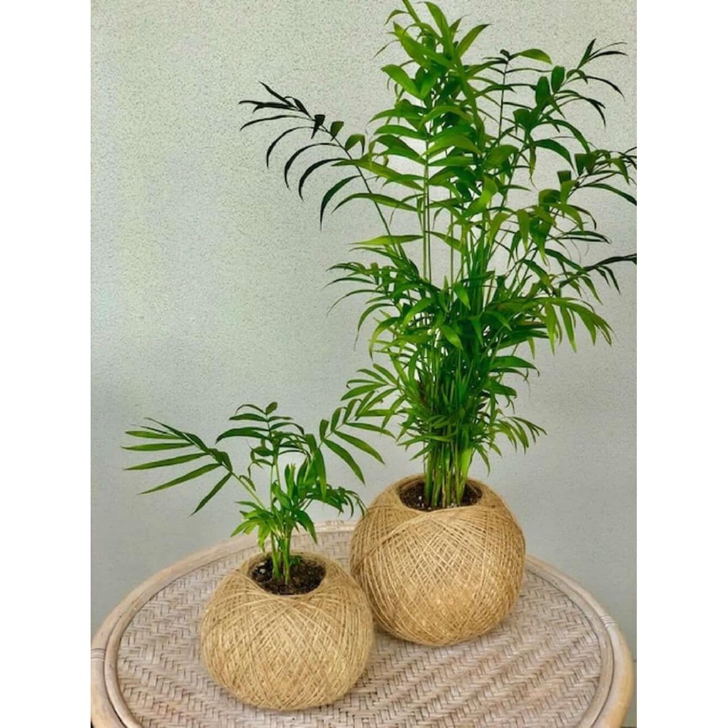 Cây Chamaedorea elegans Parlor Palm (Cau Tiểu Trâm) kèm chậu thuỷ sinh 2 lớp