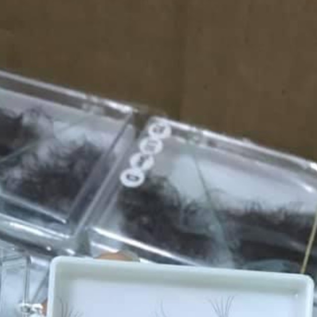 Mi fan sẵn 5d ( mi mềm, chân keo nhỏ, xoè đều)