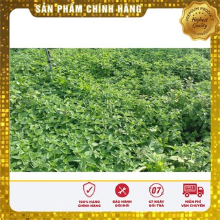 Hạt giống cây Bạc Hà Tây 1gr