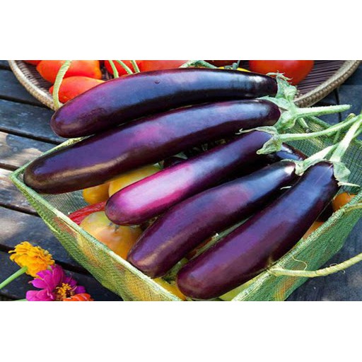1GR - HẠT GIỐNG CÀ TÍM DÀI