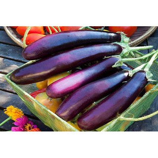1GR - HẠT GIỐNG CÀ TÍM DÀI