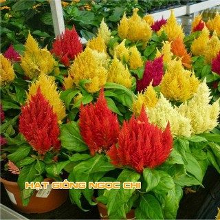 Hạt Giống Hoa Mào Gà Lửa Mix - 100 Hạt