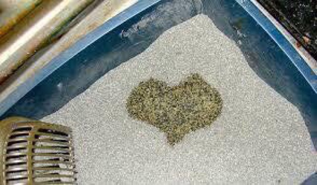 Cát vệ sinh cho mèo