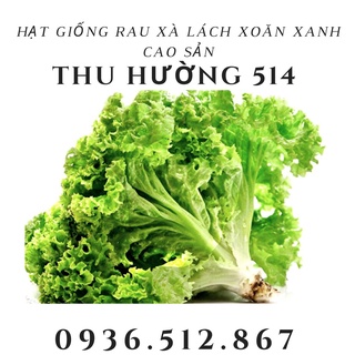 Hạt Giống Rau Xà Lách Xoăn Xanh Cao Sản (5G)