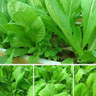 Hạt giống rau Cải bẹ xanh mỡ - Gói 20gram
