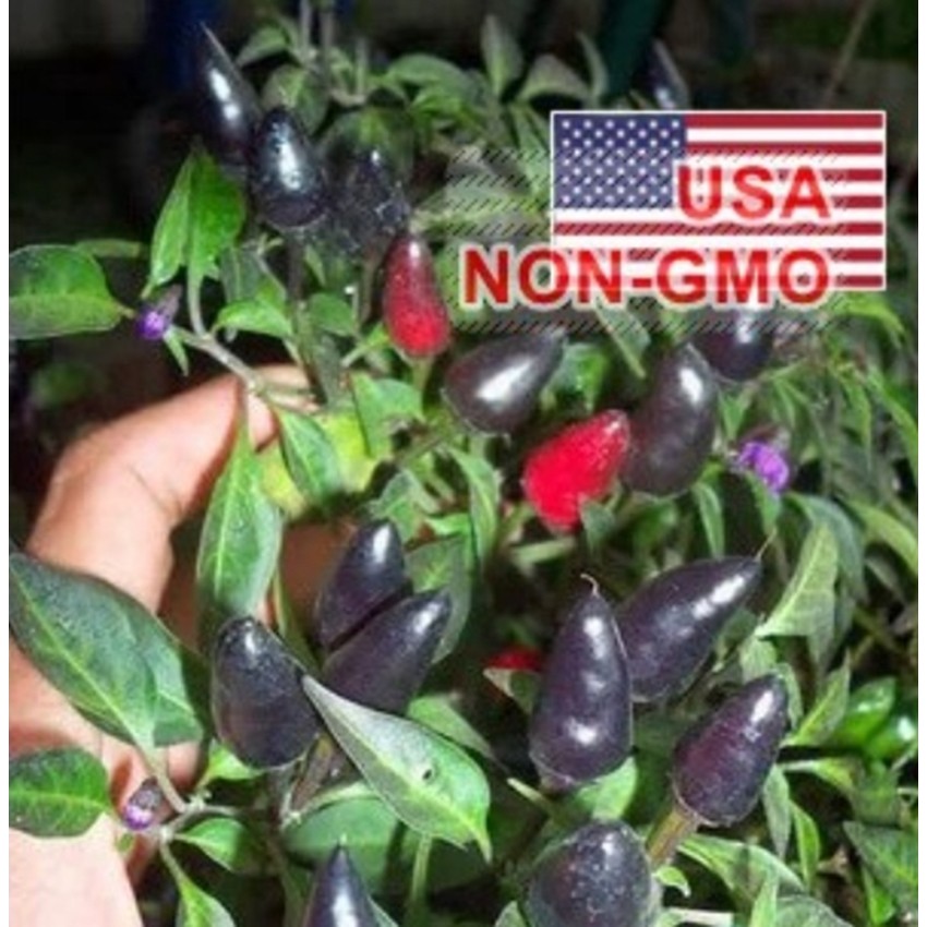 Hạt Giống Ớt Đen Chỉ Thiên - Beauty (Capsicum)