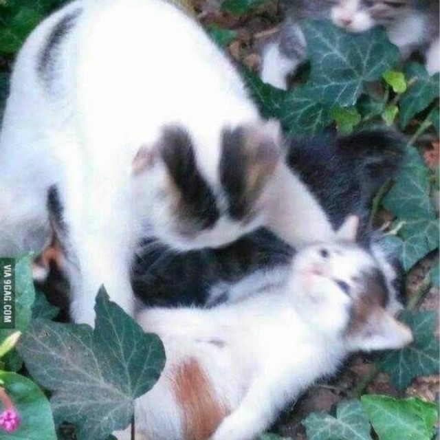 hanmuoi17, Cửa hàng trực tuyến | BigBuy360 - bigbuy360.vn