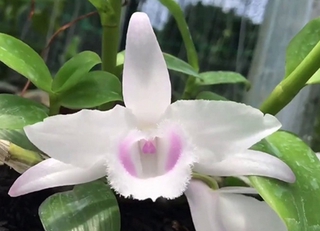 Lan phi điệp đột biến 5 CÁNH HỒNG YÊN THỦY cây đẹp, cam kết chất lượng