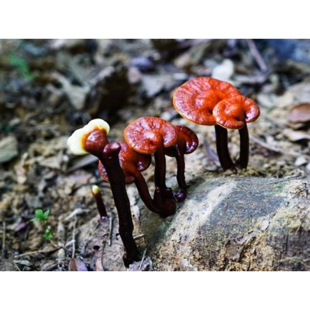 Nấm Lim Xanh - 100g cam kết  lấy trong rừng kontum | BigBuy360 - bigbuy360.vn