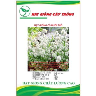 Hạt giống cỏ đuôi thỏ ct229 - gói 100 hạt