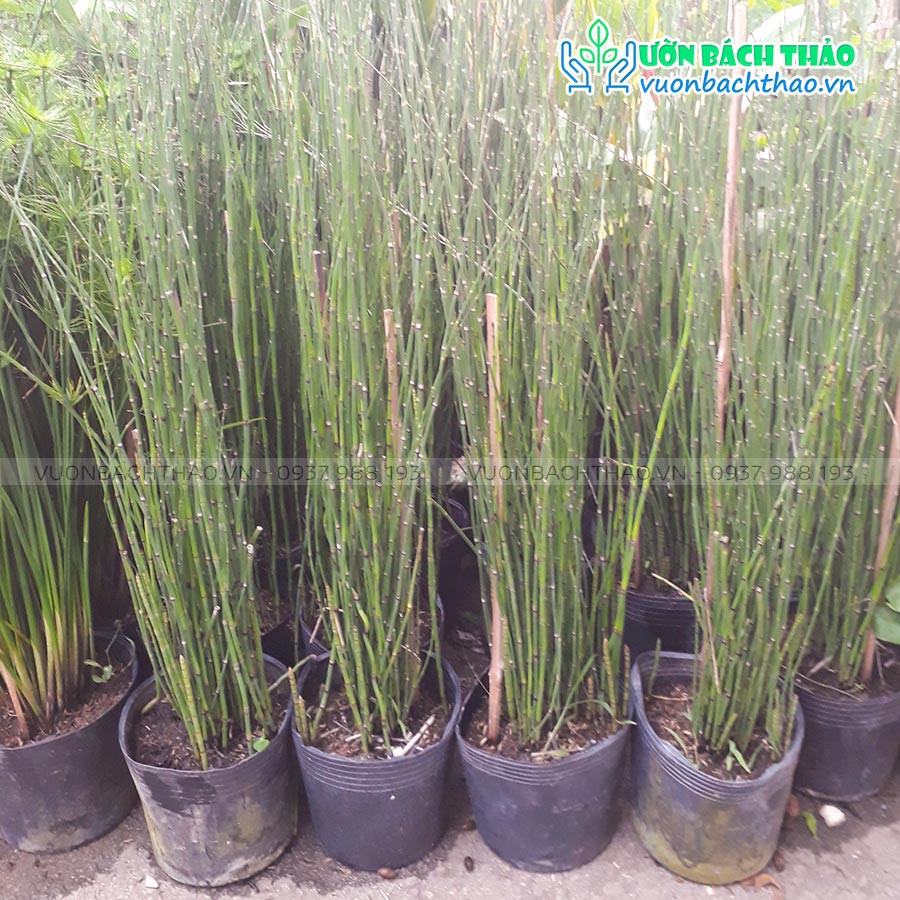 Cây Mộc Tặc, cây thiền trúc, cây cỏ tháp bút