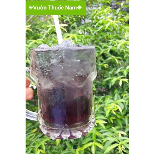 Cây bán tự cảnh cây nấu trà dr Thanh nước mát