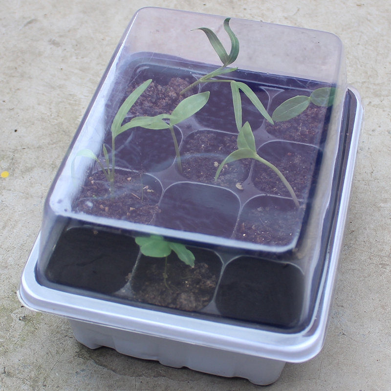 Khay Ươm Hạt Giống Gồm 12 Ngăn Tiện Dụng