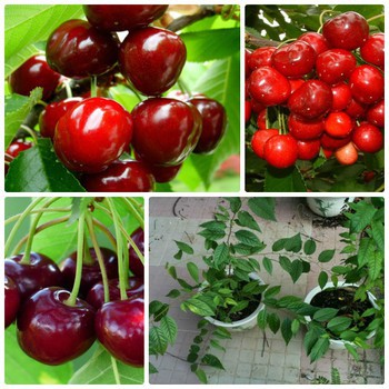 Hạt Giống Qủa Anh Đào / Cherry (5 Hạt) - [MUA 3 TẶNG 1 CÙNG LOẠI] - Thơm Ngon, Bổ Dưỡng, Giàu Vitamin