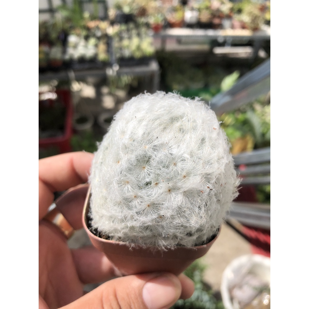 XƯƠNG XỒNG MAMI PLUMOSA - XƯƠNG RỒNG BÔNG GÒN - GAI MỀM DỄ THƯƠNG