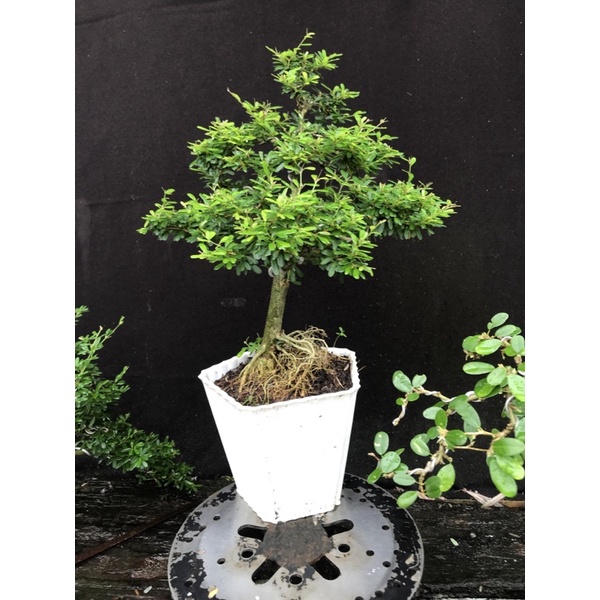 Linh sam 86 cao 35cm