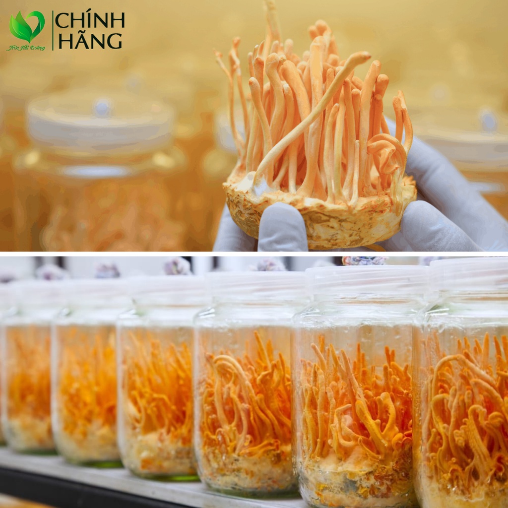 ✅[HÀNG CAO CẤP] Trà Đông Trùng Hạ Thảo Khô - Táo Đỏ Tân Cương Sấy Khô Giúp Bồi Bổ Cơ Thể, Nâng Cao Sức Khỏe Hũ 389ml