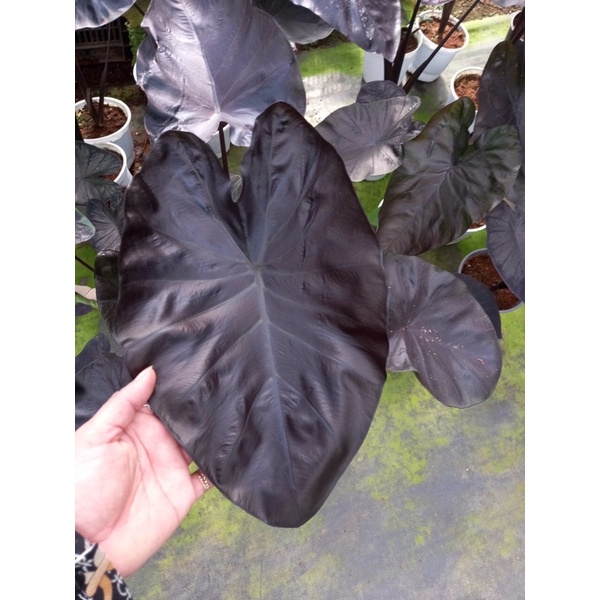 Chậu cứng môn đen - Colocasia Black coral