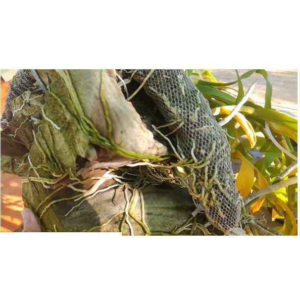 [SIEURE] Phân dê trồng cây ( 5 túi mỗi túi dài 20cm) hàng đẹp, phân phối chuyên nghiệp.