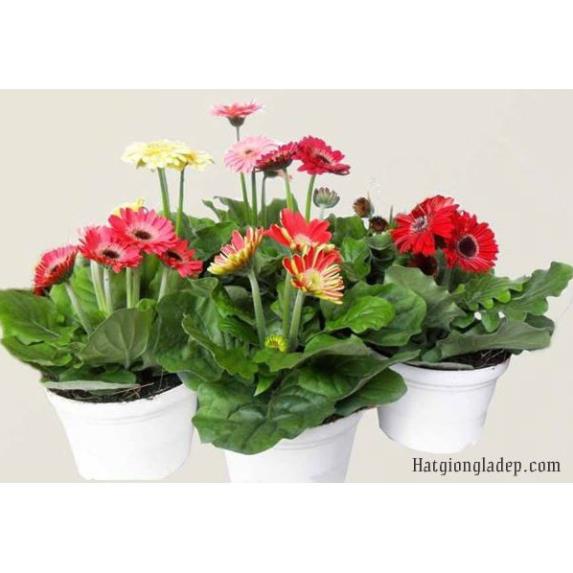 Hạt Giống Hoa Đồng Tiền Mix - 10 Hạt