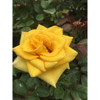 Hoa Hồng Vàng pháp siêu đẹp cao 70 cm -HoaNgoaiMeLinh
