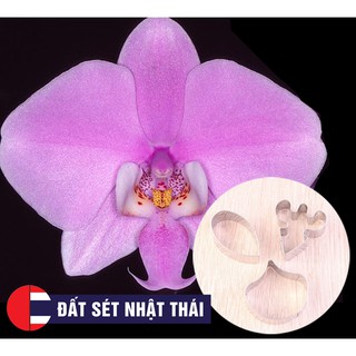 KHUÔN HOA LAN HỒ ĐIỆP ĐƠN HỌC LÀM HOA ĐẤT SÉT, HOA ĐƯỜNG, XÔI HOA ĐẬU